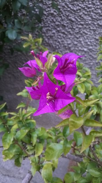  - Bougainvillea