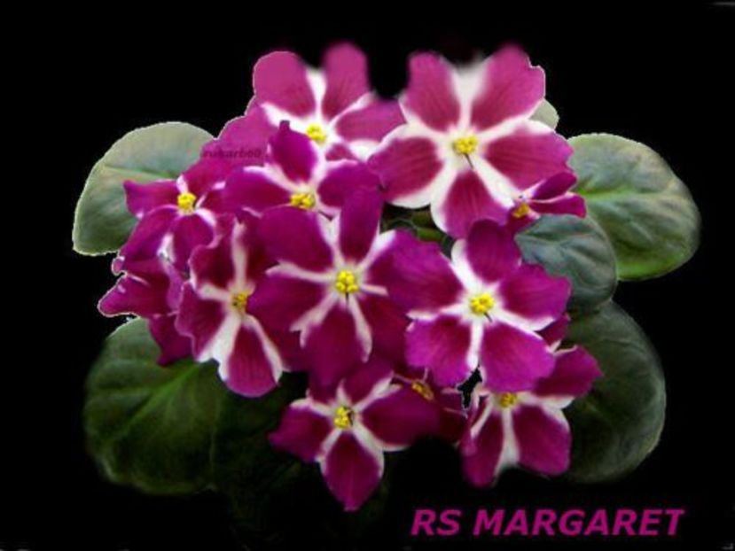 Poza net - Rs-Margaret