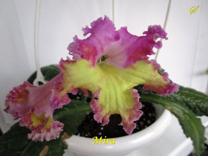 Mira (13-x-2016) - Streptocarpusi 2016