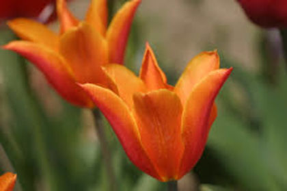 orange1 - BULBI TOAMNA