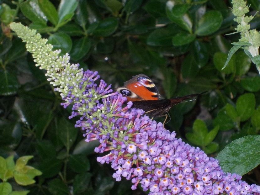 Buddleja Davidii; Liliac de vara cu fluture Ochi de paun
