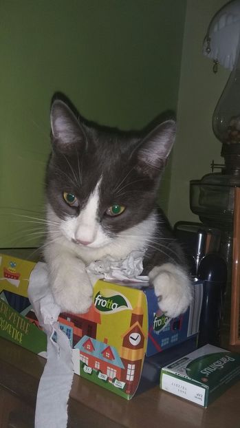  - Felix