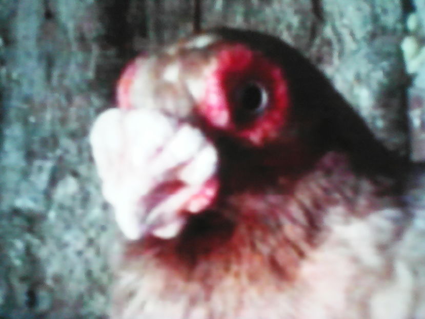  - CARUNCULATII  AUTOHTONI