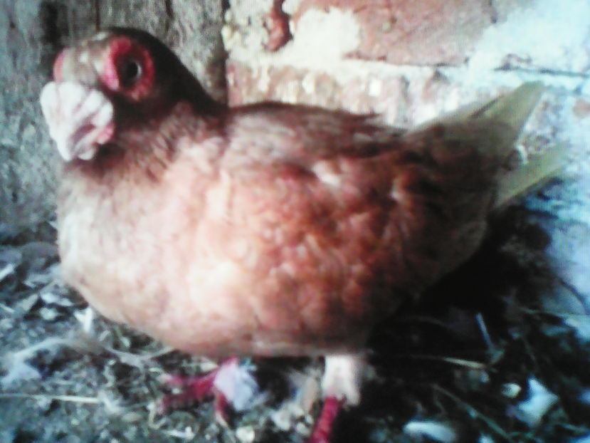  - CARUNCULATII  AUTOHTONI