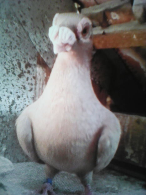  - CARUNCULATII  AUTOHTONI