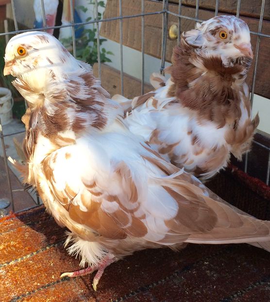 Pereche - 24_PESCARUSI CHINEZI TALIA MARE MATCA-2021