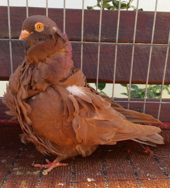 Femela - 24_PESCARUSI CHINEZI TALIA MARE MATCA-2021