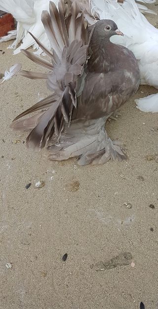 Mascul2016.Dnu COTUŢ(fogj75sunfoto) Loc.Nimigea deJos Jud.Bistrita Nasaud - 8___-PERSOANE CU CARE AM COLABORAT- VANZARI