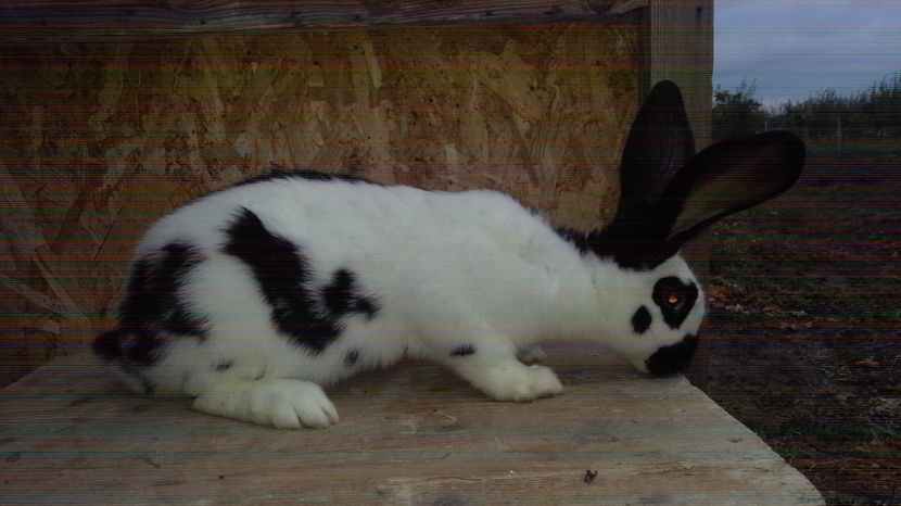 Femela fluture german