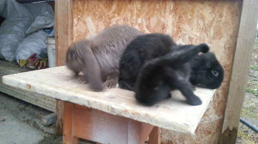 3 femelute de 3 luni