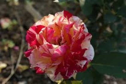 Maurice Utrillo -15 lei - Trandafiri de vanzare sau schimb