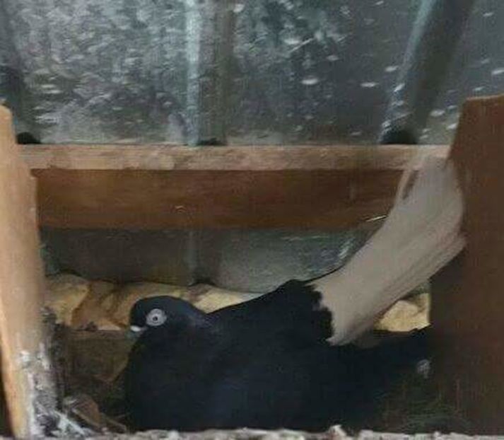 received_980577365401537