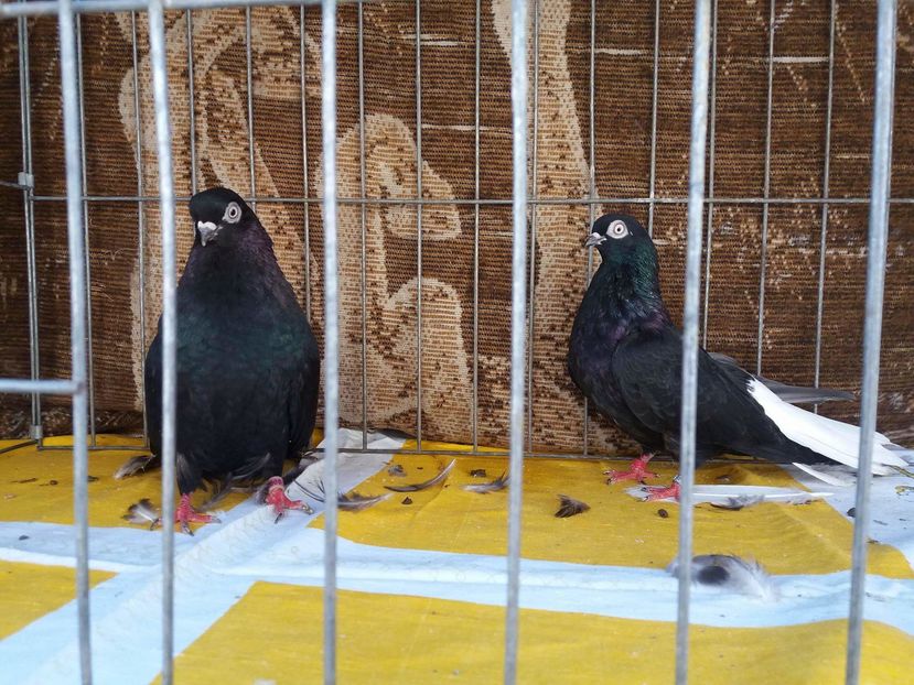 received_979595822166358