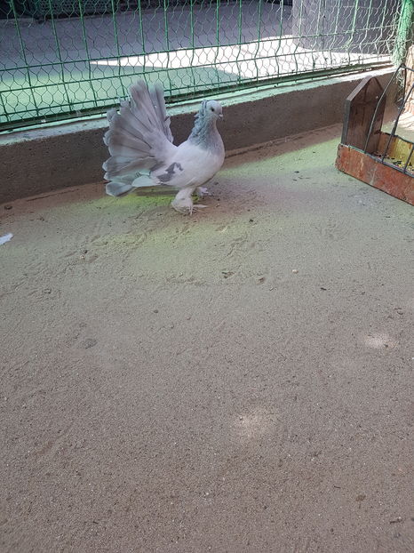 Mascul2016.Dnu.COTUŢ(fogj75sunfoto)Loc Nimigea deJos.Jud.Bistrita Nasaud - 8___-PERSOANE CU CARE AM COLABORAT- VANZARI