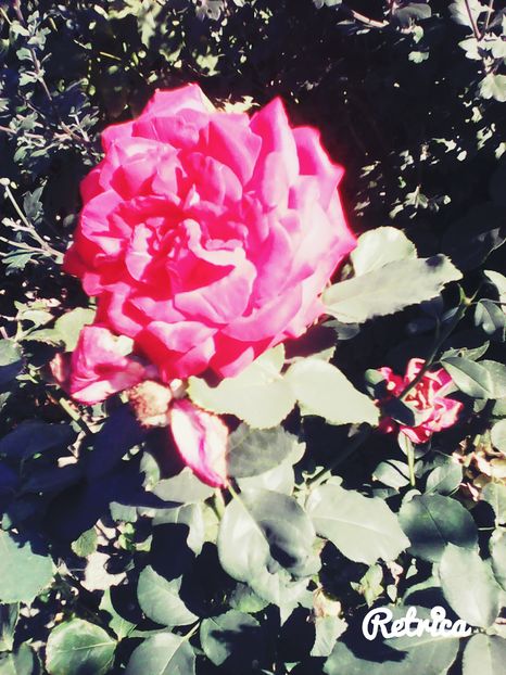  - Trandafiri 2015-prezent