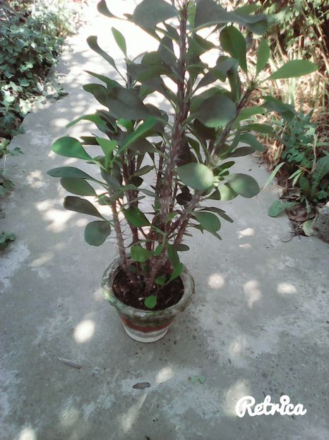  - Euphorbia si Hoya