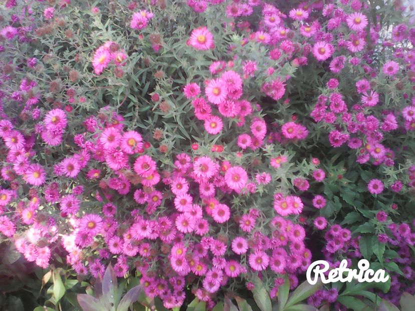  - Alte flori