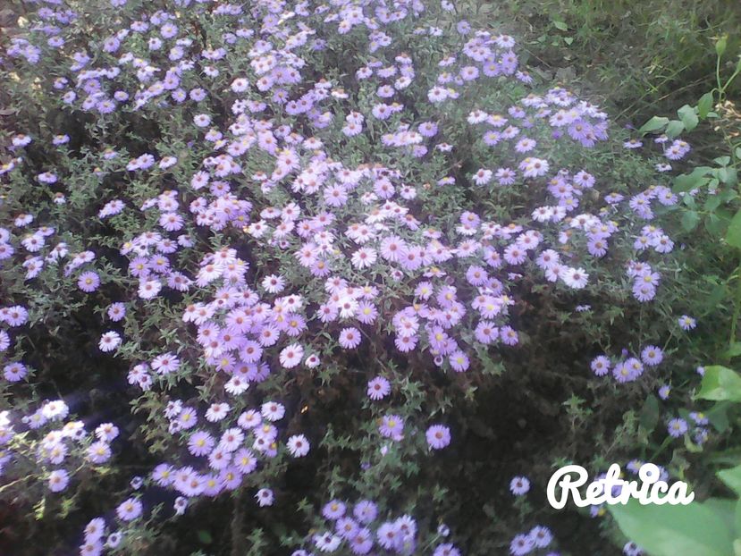  - Alte flori
