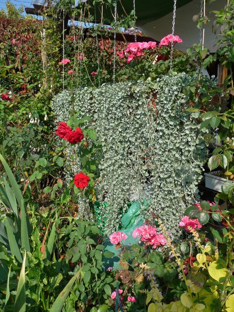 P2020755 - 2016 - 02 - Vara