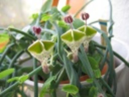 Ceropegia haygarthii-35 lei - ACHIZITII PLANTE CU CAUDEX SI SUCULENTE