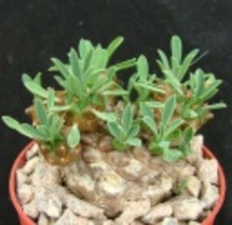 Euphorbia Bupleurifolia X Susanna-55 LEI - ACHIZITII PLANTE CU CAUDEX SI SUCULENTE