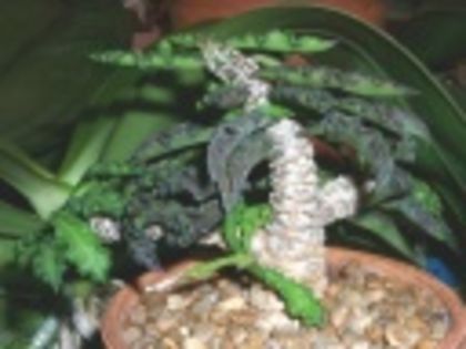 Euphorbia decaryi var spirosticha-85 LEI - ACHIZITII PLANTE CU CAUDEX SI SUCULENTE