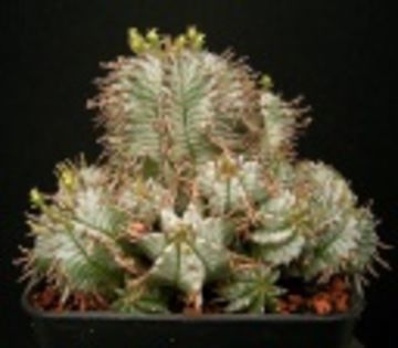 Euphorbia horrida-35 LEI - ACHIZITII PLANTE CU CAUDEX SI SUCULENTE