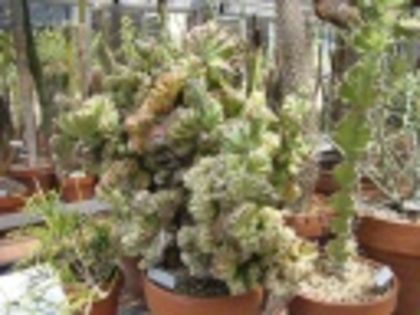 Euphorbia mix-15 lei - ACHIZITII PLANTE CU CAUDEX SI SUCULENTE