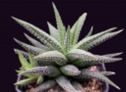 Haworthia attenuata var britteniae-65 lei