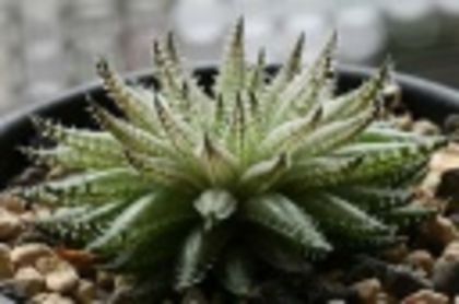 Haworthia herbaceea var paynei-30 lei - ACHIZITII PLANTE CU CAUDEX SI SUCULENTE