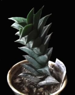 Haworthia viscosa Graaff-Reinet-30 lei
