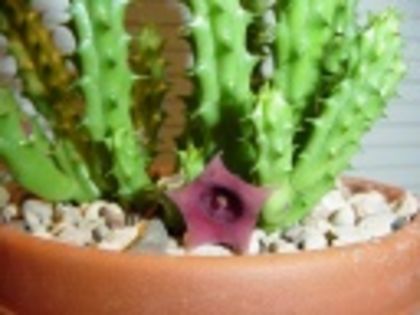 Huernia Keniensis-30 lei