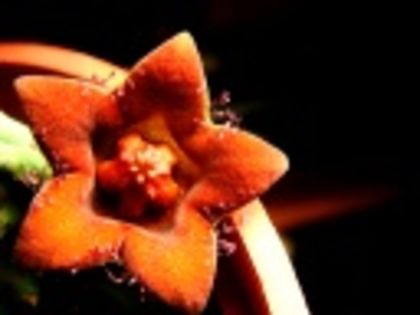 Huerniopsis decipiens-45 lei