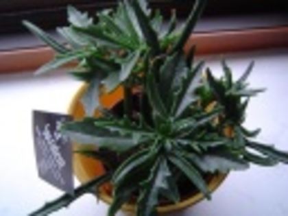 Kalanchoe cv Spider-45 lei
