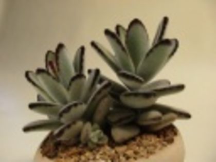 Kalanchoe tomentosa-70 lei