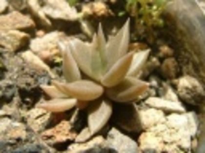 Lenophyllum texanum-15 lei