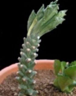 Monadenium guentheri-40 lei