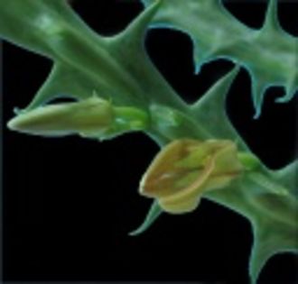 Orbea cucullata-40 lei