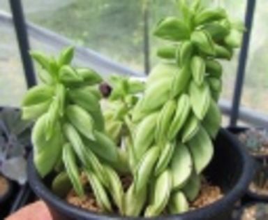 peperomiacactusville-25 lei