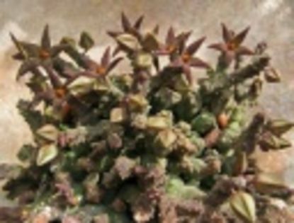 Piaranthus germinatus ssp foetidus-35 lei