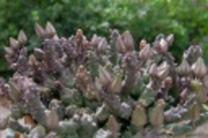 Piaranthus germinatus ssp germinatus-35 lei