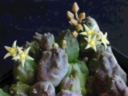 Piaranthus parvulus-40 lei