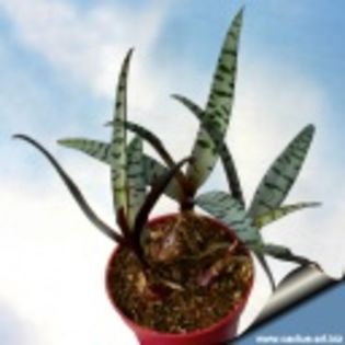 Scilla violacea-30 lei - ACHIZITII PLANTE CU CAUDEX SI SUCULENTE