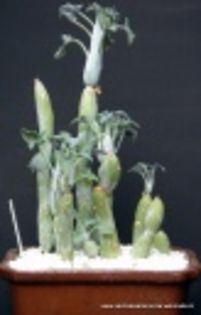 Senecio articulatus-55 lei