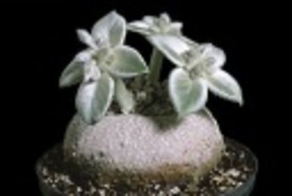 sinningia canescens-110 lei