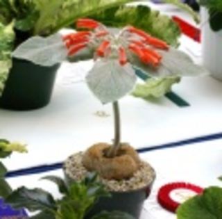 Sinningia leucotricha-110 lei