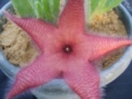 Stapelia Flavirostris-45 lei