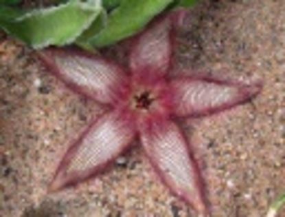 Stapelia gettleffi-45 lei