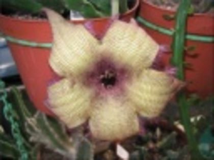 Stapelia Grandiflora-45 lei