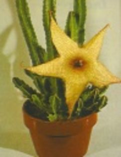 Stapelia nobilis-40 lei - ACHIZITII PLANTE CU CAUDEX SI SUCULENTE